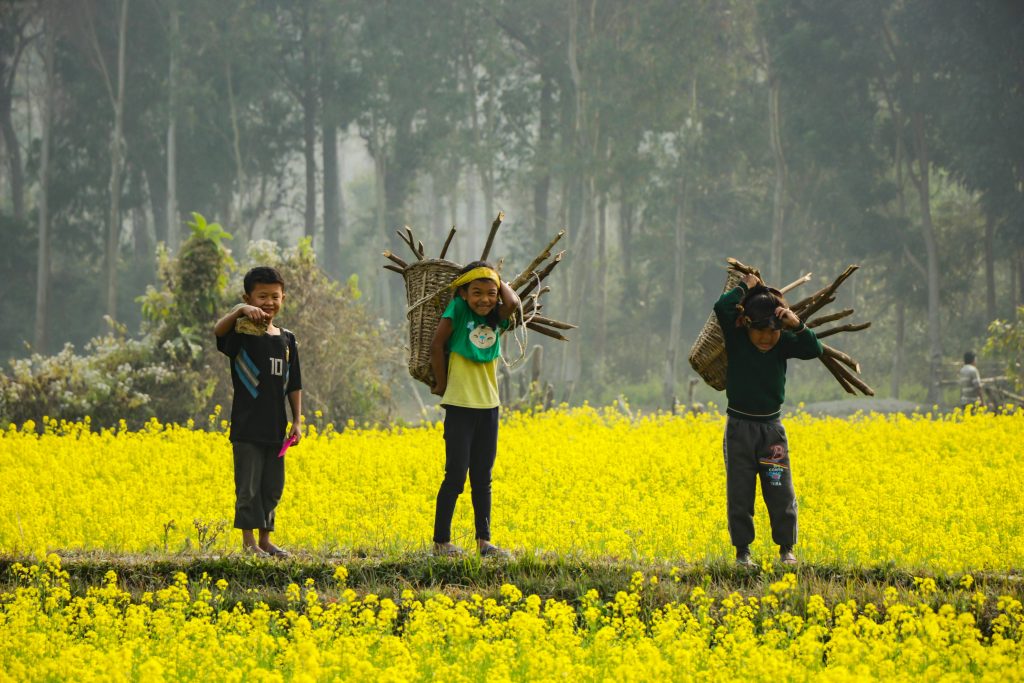 Three children carrying firewood in a vibrant yellow mustard field in rural Nepal.